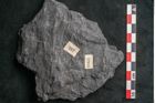 Foto (Detailansicht) von Callipteris sp.  (NHMW-GEO-2024-0188-10916)
